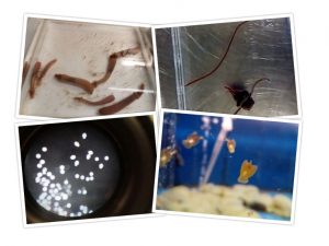 The fascinating world of marine organisms