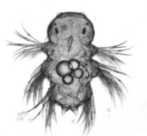 Platynereis larva