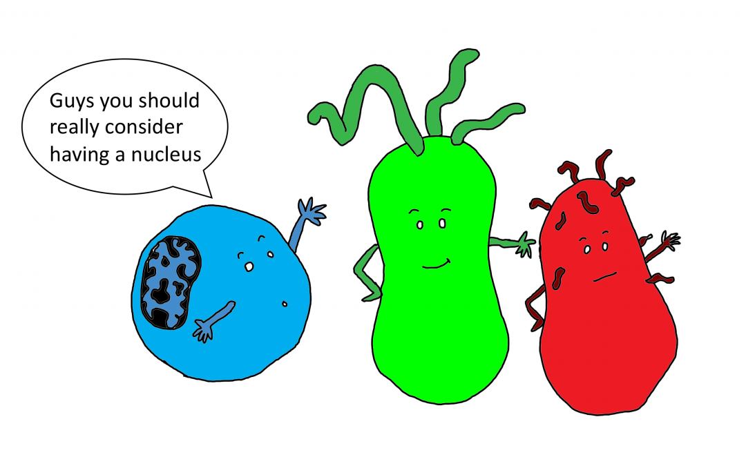 What is all of this fuss about cells?